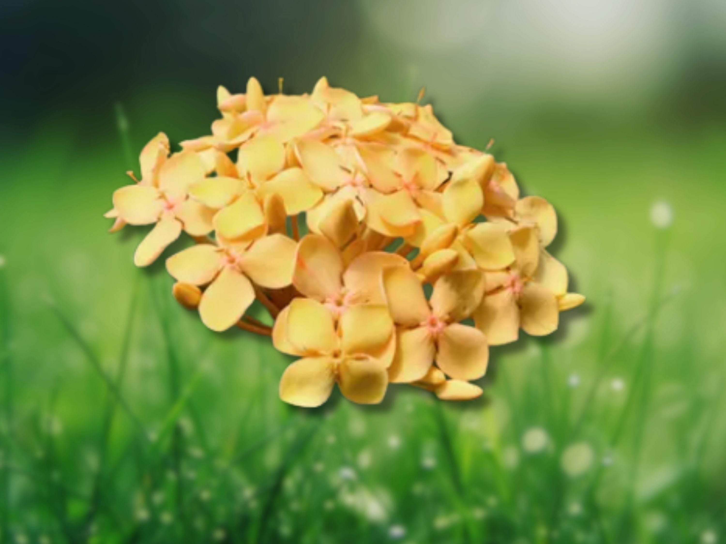 2 Rooted Plant Orange Dwarf Ixora Taiwanese 5-7 Inches Tall