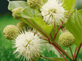 3 Bare Root Plants Buttonbush Cephalanthus occidentalis 12 Inch Tall Shrub
