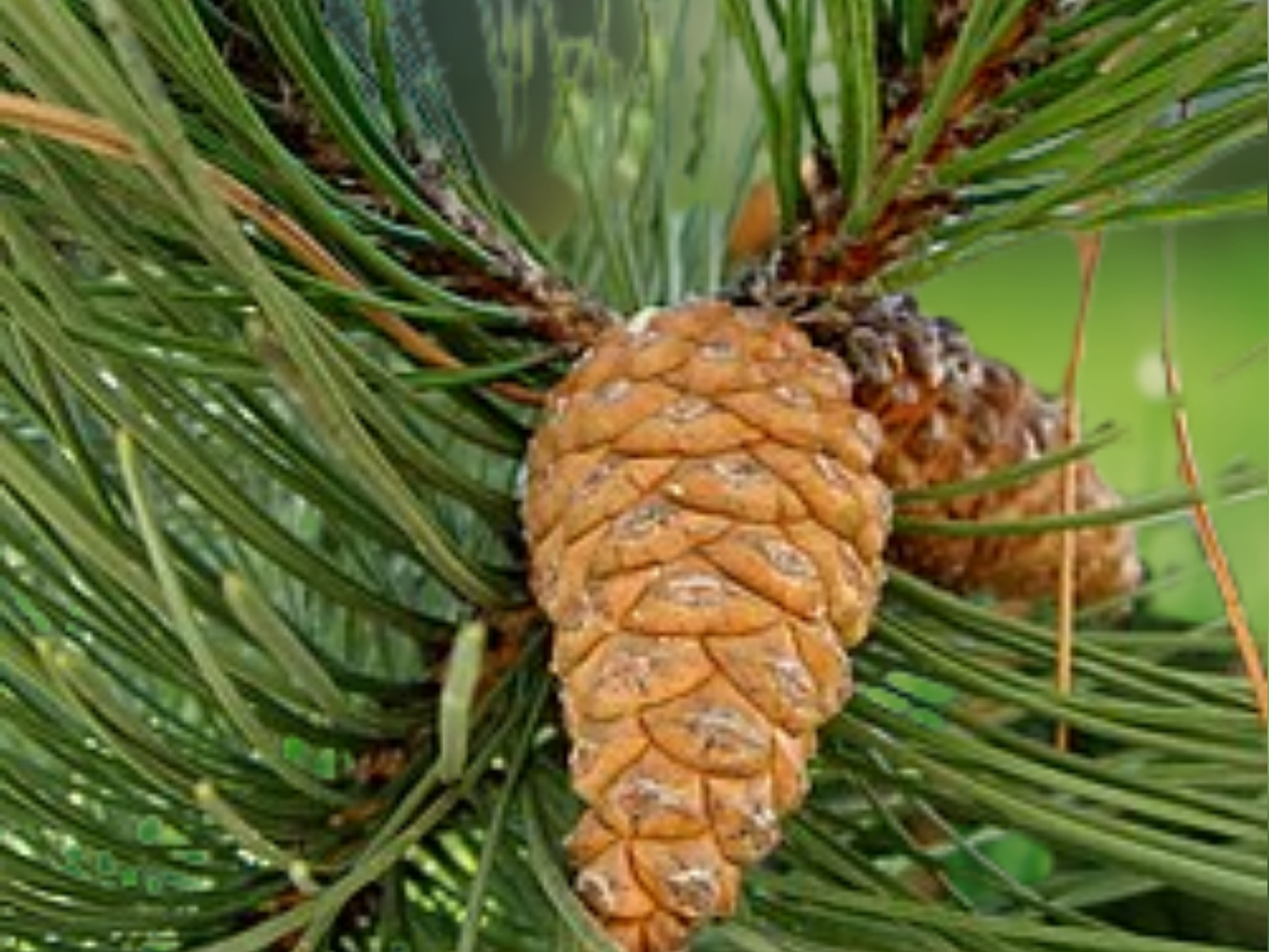 5 Seeds Austrian Pine Pinus nigra subsp. caramanica Evergreen Conifer Tree