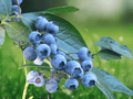 10 Live Plant Sharpblue Blueberry Vaccinium corymbosum Starter Plug