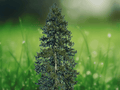 5 Ponderosa Pine Tree Live Plant 6 Inch Tall Starter Tree, Evergreen Conifer, Hardy Landscape Tree