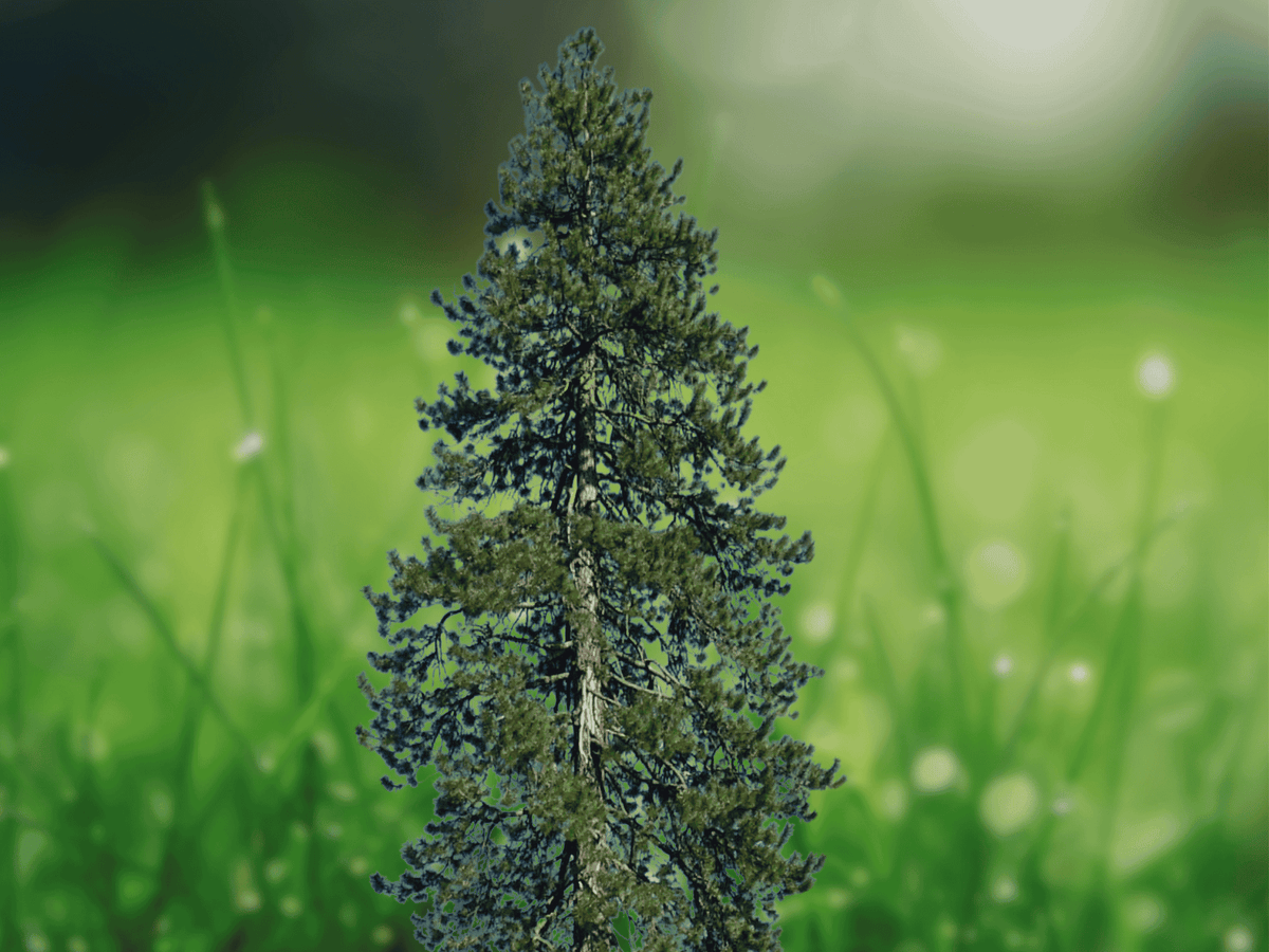 5 Ponderosa Pine Tree Live Plant 6 Inch Tall Starter Tree, Evergreen Conifer, Hardy Landscape Tree