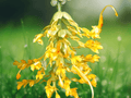 5 Seeds Globba schomburgkii Golden Dancing Girl Ginger Tropical Perennial