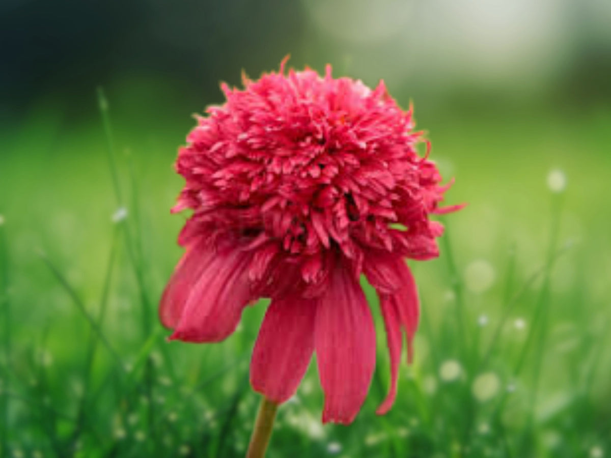 50 Seeds Double Cranberry Coneflower Echinacea Purpurea Perennial Flower