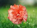 100 Seeds Chabaud Carnation Dianthus Caryophyllus Fragrant Mixed Colors Hardy Perennial Easy Grow Garden Cut Flower