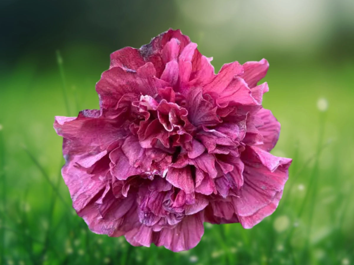 20 Seeds Double Pink Purple Hibiscus Ruffled Hardy Tropical Perennial Flower Exotic Garden Patio