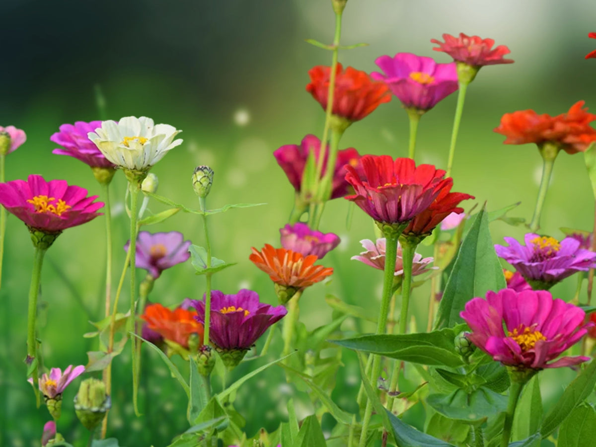 250 Seeds Late Bloomer Wildflower Mix Autumn Fall Bloom Garden