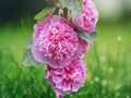 25 Seeds Double Cotton Candy Hollyhock Perennial Flower Fluffy Pink Blooms Hardy Tall Garden Border Cottage Ornamental
