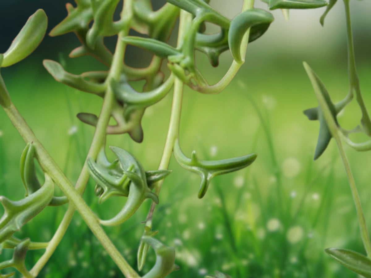 1 Live Plant String of Dolphins Senecio peregrinus Rooted Succulent 2 Inch Pot Trailing Hanging Starter