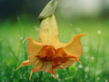 10 Seeds Brugmansia 'Tsunami' Angel Trumpet Double Pink Peach Fragrant Tropical Tree