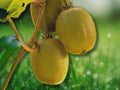 2 Live Plants Tomuri Male And Vincent Female Kiwi Actinidia chinensis Vine