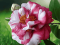 1 Live Plant Daikagura Camellia Japonica Starter Plant 4L