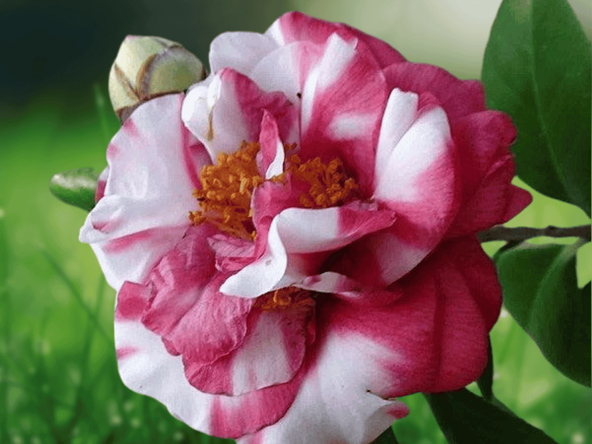 1 Live Plant Daikagura Camellia Japonica Starter Plant 4L