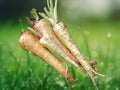 200 Seeds Parsnip Early Model Vegetable Garden