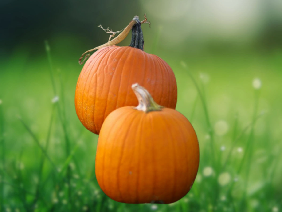 5 Seeds Sugar Pie Pumpkin Heirloom Non-GMO Sweet Compact Vine Vegetable Garden Patio Container