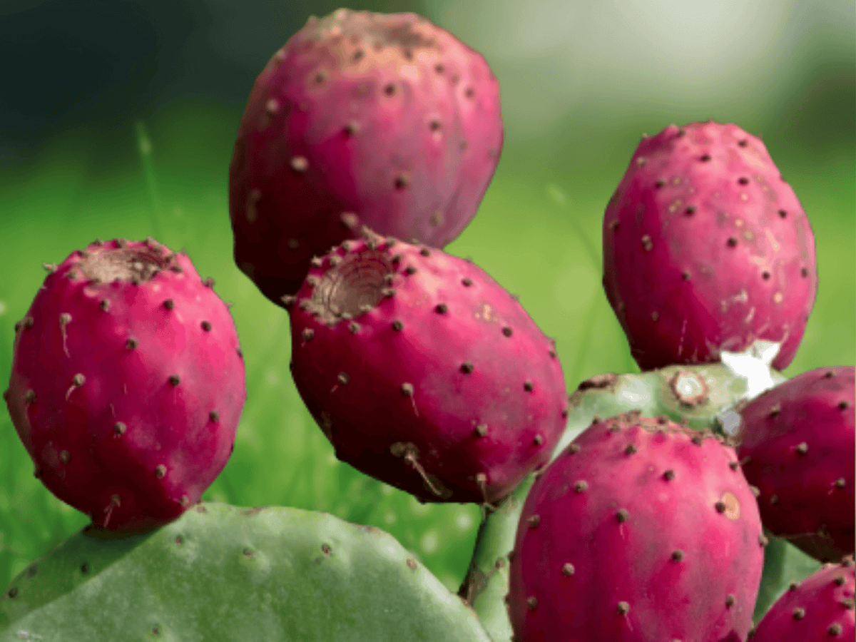 10 Seeds Opuntia ficus-indica Prickly Pear Cactus Edible Fruit