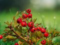 1 Plant Plug Crataegus aestivalis Mayhaw Heirloom Fruit Tree Seedling