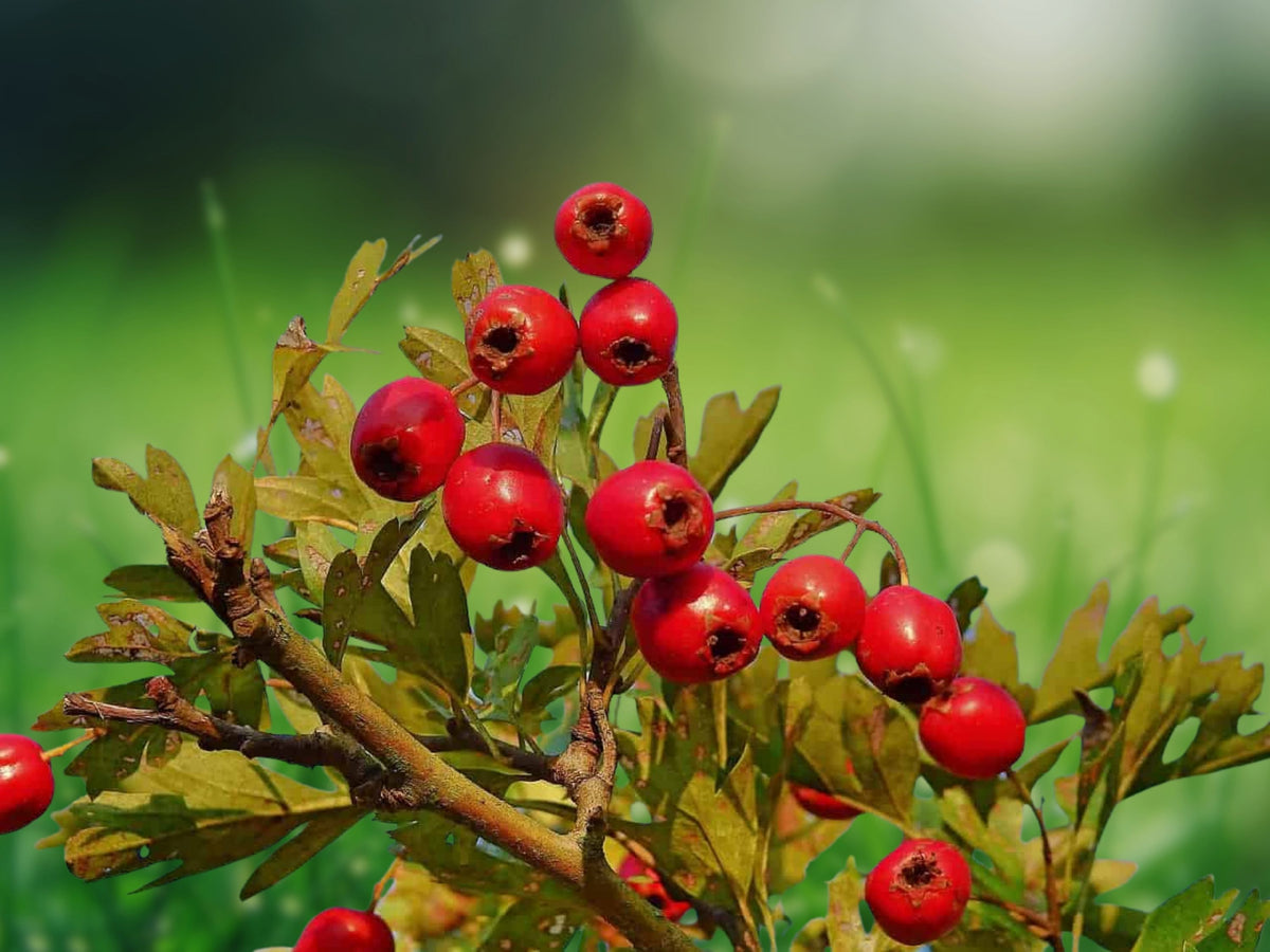 1 Plant Plug Crataegus aestivalis Mayhaw Heirloom Fruit Tree Seedling