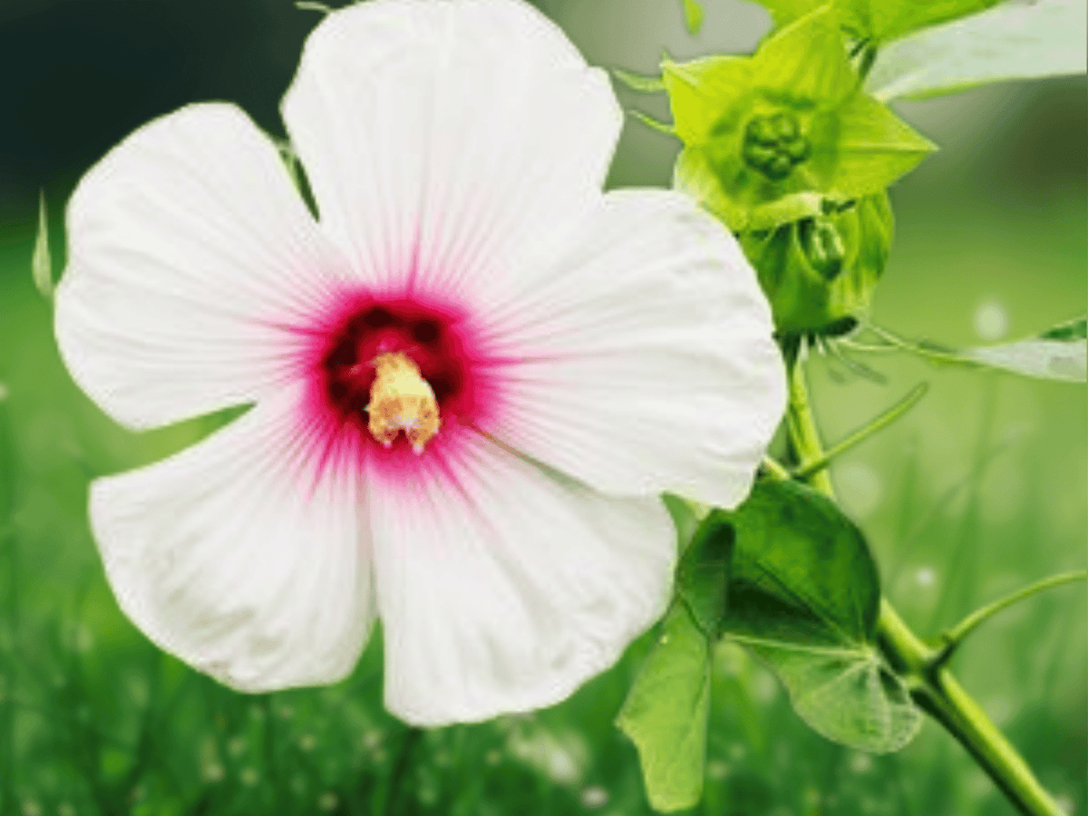 1 Dormant Rose Mallow Root Base Pink Flowering Hibiscus 6 Inch Plant