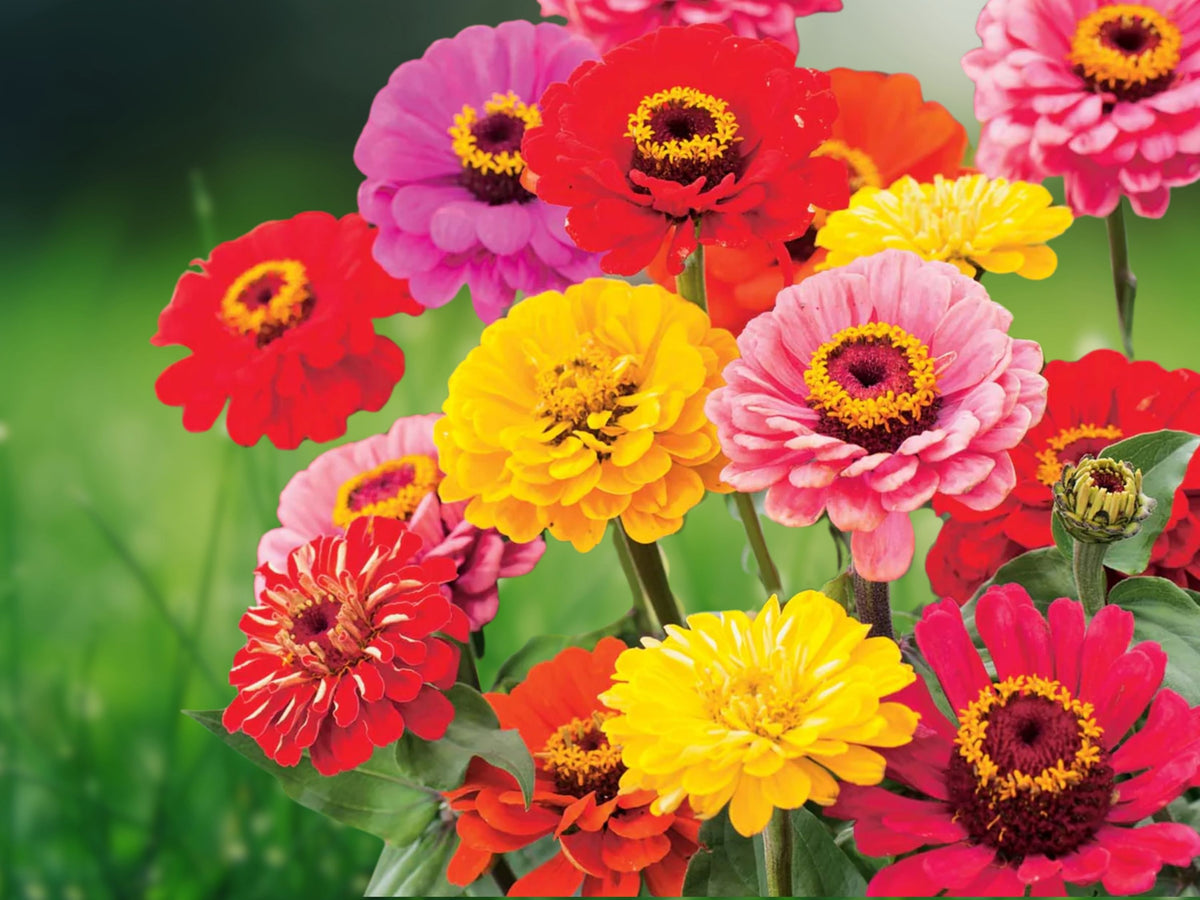 25+ Seeds Zinnia Mix Vibrant Colorful Heirloom Annual Easy Grow Pollinator Friendly Patio Container