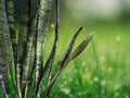 1 Fresh Cutting Sansevieria Zeylanica 16-18 Inch Snake Plant Mother in Law Tongue Propagation