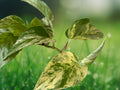 1 Live Plant Variegated Albo Pothos Rooted Epipremnum pinnatum 4" Pot
