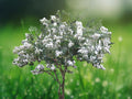 2 Live Plants Lagerstroemia indica 'Snow White' Crepe Myrtle White Flowering Starter Trees for Landscape Patio