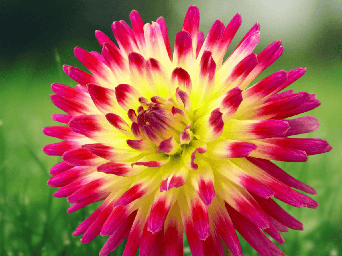 5 Seeds Dahlia Dinnerplate Cactus Type Mixed Hybrid Flower