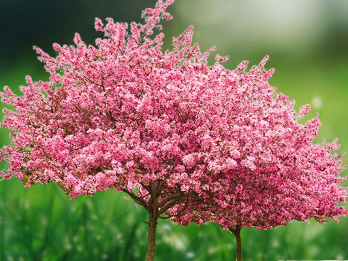 5 Seeds Stella Cherry Tree Sweet Edible Fruit Self Pollinating Hardy Prunus Avium Garden Orchard Patio