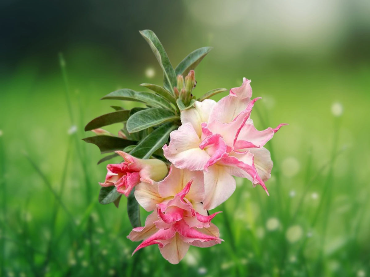 25 Seeds Double White Pink Clematis Perennial Climbing Vine Hardy Garden Bicolor Blooms