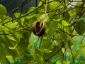 5 Pterygota alata Seeds Buddha Coconut Ornamental Tree Rare
