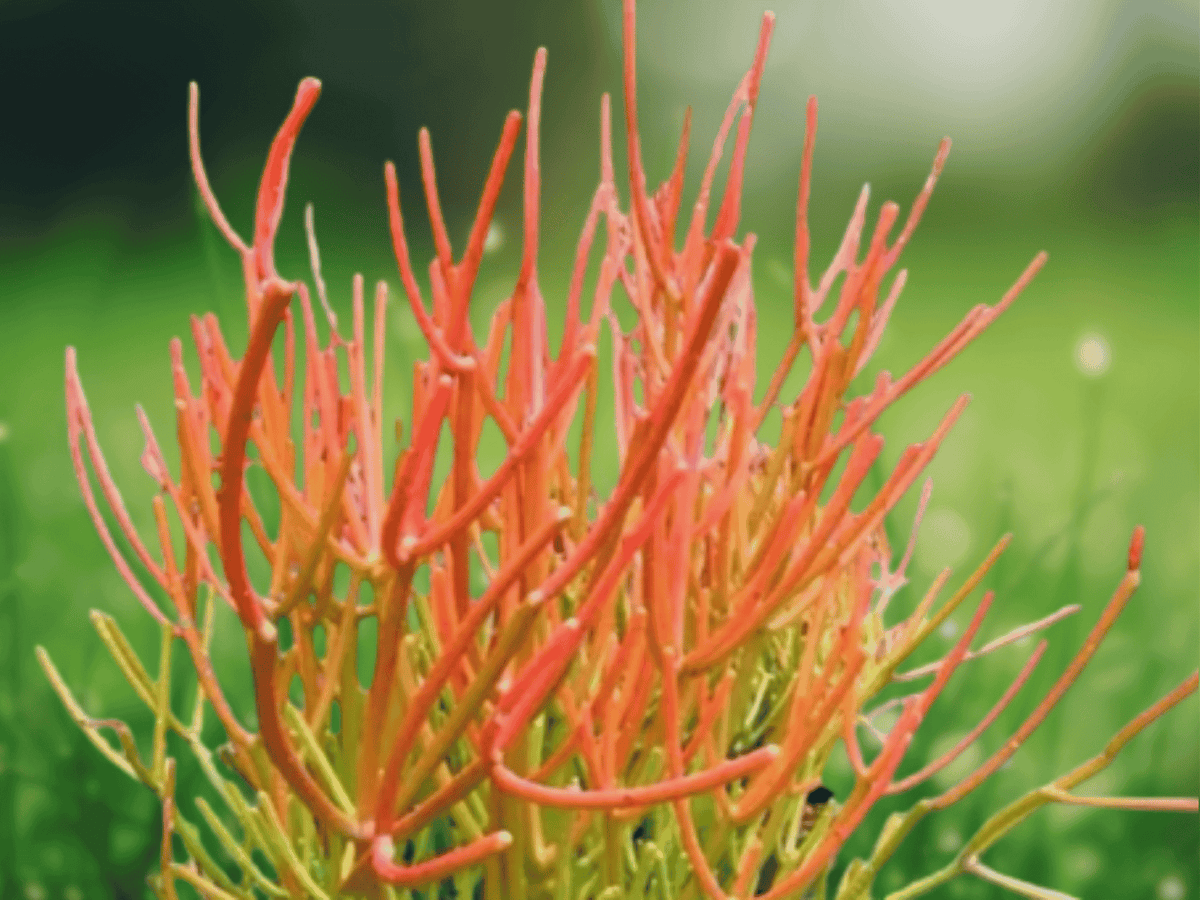 4 Unrooted Cuttings Euphorbia Tirucalli Sticks on Fire Succulent