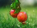 1 Live Plant Pomegranate Tree Punica granatum Fruiting Ornamental