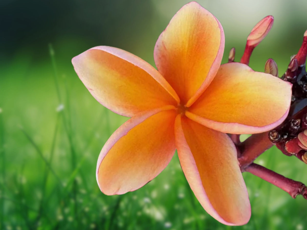 5 Seeds Plumeria Frangipani Tropical Flower Tree Bicolor Fragrant Blooms Patio Container