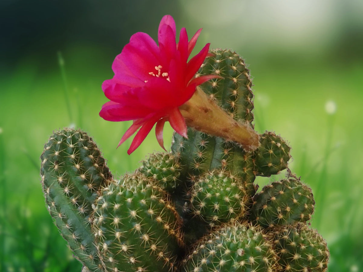 1 Live Plant Echinopsis Rose Quartz Peanut Cactus Cluster Finger Cactus Starter 2 Inch Pot