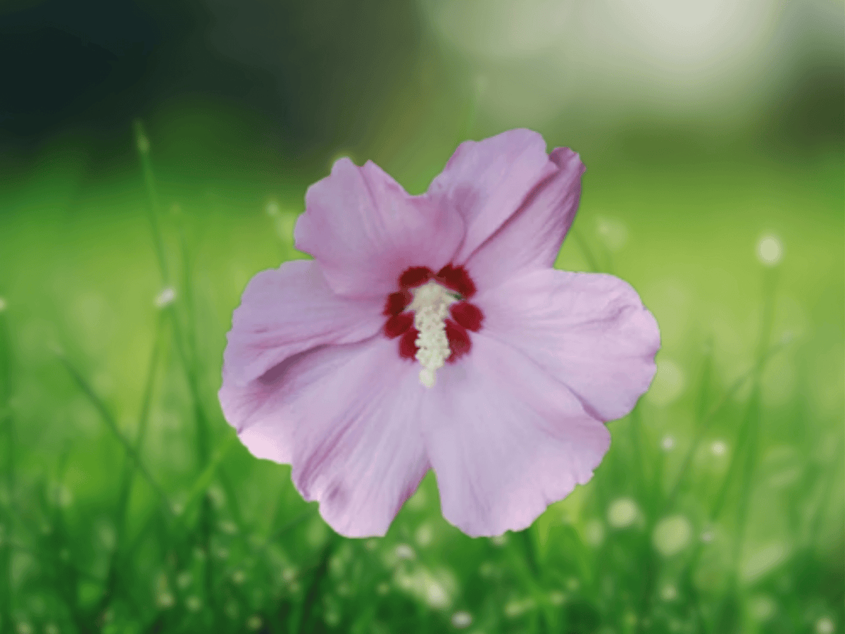10 Seeds Hibiscus lasiocarpus Rose Mallow Woolly Rose Mallow Native Wildflower