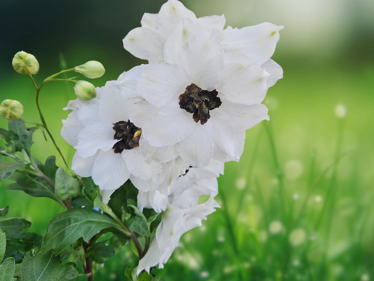 50 Seeds Delphinium White Dark Bee Tall Spikes Perennial Easy Grow Cottage Garden Cut Flower Variety