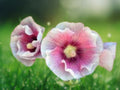 25 Seeds Blush Hollyhock Alcea Rosea Double Bloom Soft Pink Hardy Biennial Tall Cottage Garden Flower Easy Grow