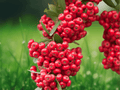 30 Seeds Scarlet Firethorn Pyracantha coccinea Ornamental Shrub Bright Berries