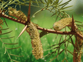 5 Seeds Chilean Mesquite Prosopis chilensis Drought Tolerant Shade Tree