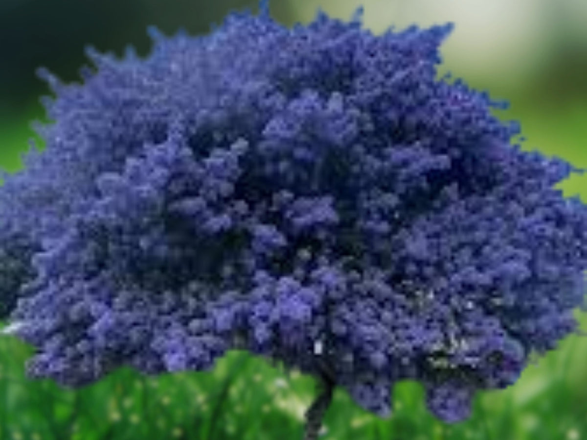 25 Seeds Creeping Mountain Lilac Ceanothus Gloriosus Blue Blooms Evergreen Groundcover Shrub