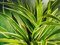2 Cuttings Reverse Variegated Spider Plant Chlorophytum comosum Live Houseplant