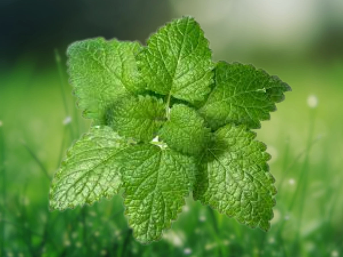 1500+ Seeds Lemon Balm Melissa Officinalis Fragrant Herb Perennial Pollinator Plant Patio Garden