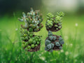 4 Live Rooted Succulent Plants Mixed Varieties Starter Collection in 2 Inch Pots Easy Care Indoor Outdoor