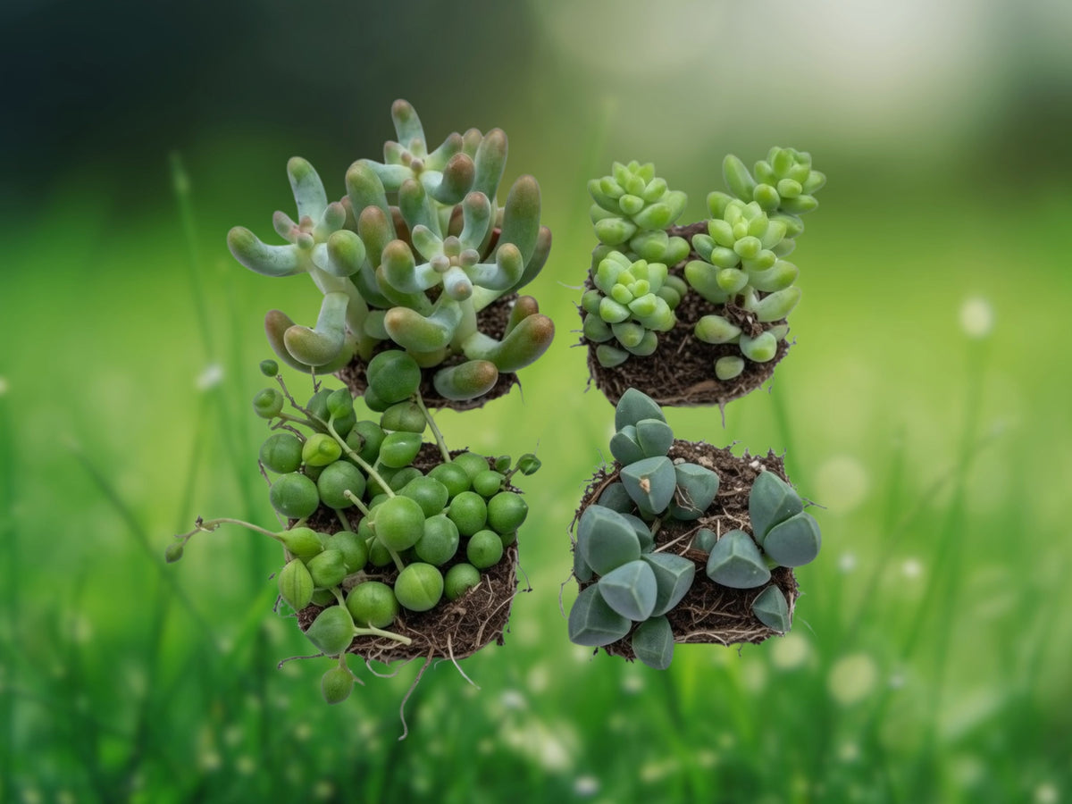 4 Live Rooted Succulent Plants Mixed Varieties Starter Collection in 2 Inch Pots Easy Care Indoor Outdoor