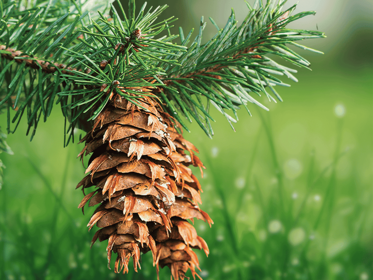 1 Douglas Fir Starter Trees Pseudotsuga menziesii Bare Root Evergreen Conifer