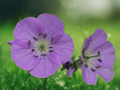 10 Wild Geranium Cranesbill Bare Roots Hardy Perennial Wildflower