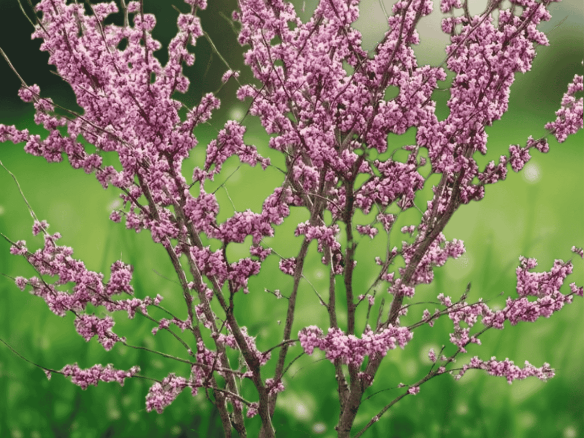 1 Eastern Redbud Tree 12" Tall Cercis canadensis Bare Root Live Plant