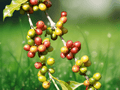 5 Seeds Coffea arabica Coffee Tree Seeds