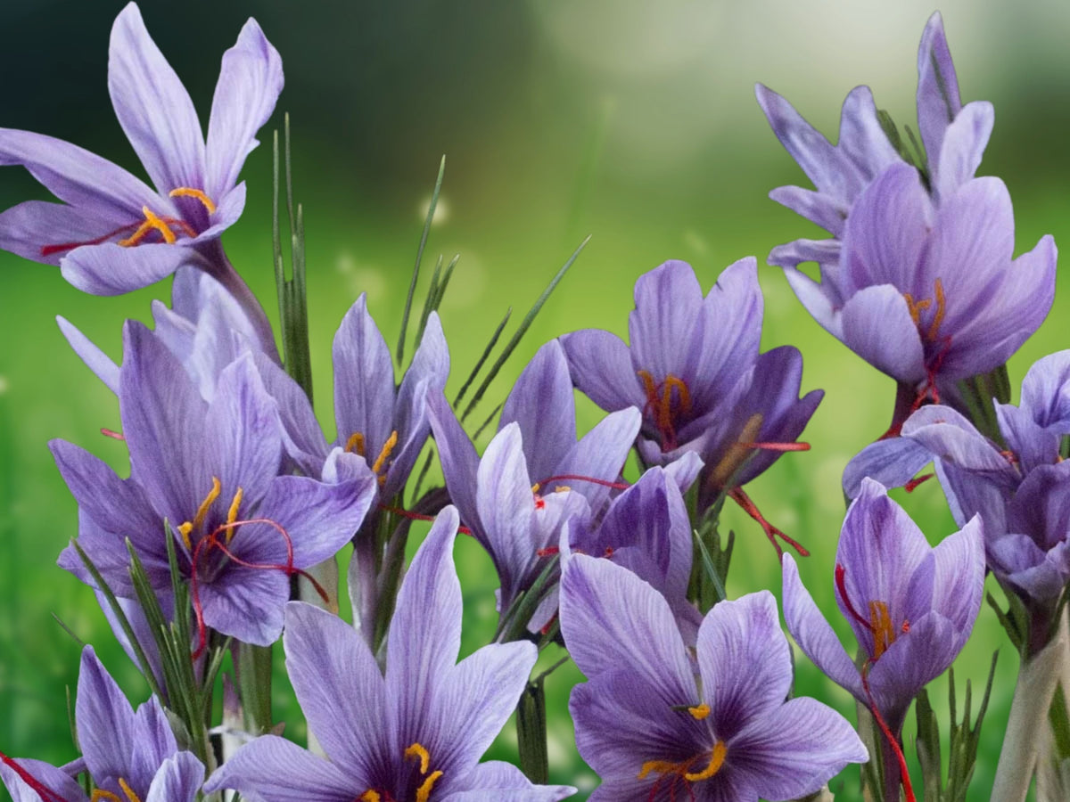 50 Bulbs Saffron Crocus Sativus, Autumn Blooming Perennial, Gourmet Spice Crocus for Garden, Patio & Containers